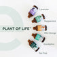 Eucalyptus Essential Oil (Organic)